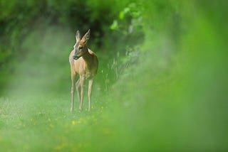 young doe in green by Alan Mackenzie Photography