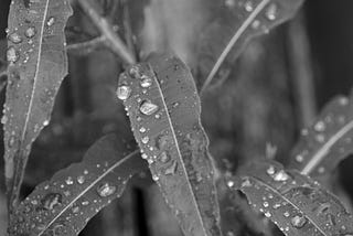 Raindrops lying on different layers of leaves.