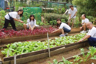 Commercial Agriculture in Urban Areas