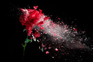 A red rose that appears to be shattering and blowing in the wind.