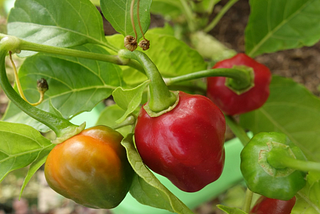 The monopolistic Capsicum!!!