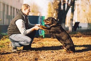 Dog Training: The Ultimate Guide for a Well-Behaved Pup
