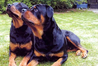 Neutering Rottweilers May Actually Reduce Their Lifespan: Study