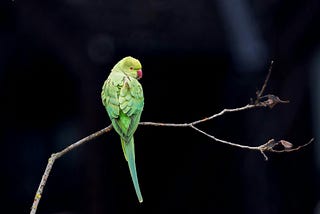 How Do Introduced Parrots Thrive In Cities?