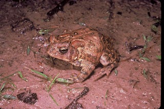 Houston Toad recovery effort advances with habitat restoration and reintroduction in Central Texas