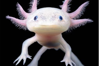 Can Axolotls Live Together?