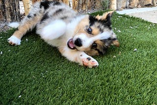 A cute tricolor puppy rolls around on green turf.