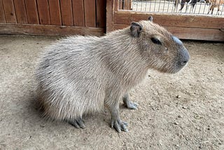 Capybaras are Super Chill