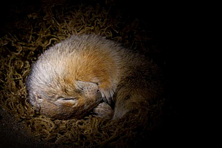 Ground Squirrels and Hibernation