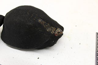 A turtle whose head is sticking out of a hole in a sock