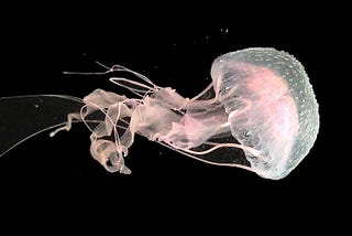 What Jellyfish and Your Best Life Have in Common