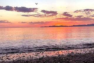 A bird flying over a red and purple sunrise at a beach in Loreto, Mexico