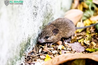 The 4 Stages of Mouse Plague in Australia