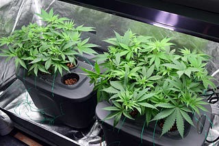 grwg growgeneration stock up on revenue increases of hydroponics and cannibis equipment