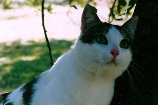 Gepetto up a tree on his first excursion outside the flat