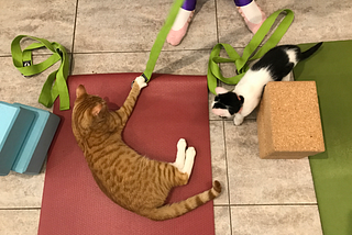 Lazy Yoga at the Cat Cafe