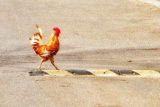 Chicken, Cross the Road