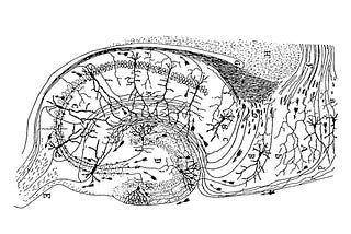 From Biological Learning to Artificial Neural Network: What’s Next?