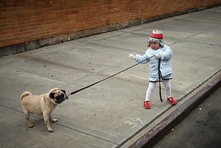 Little girl trying to lead a dog on a leash. She is struggling to do it.