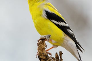 Being a bird nerd is good for you