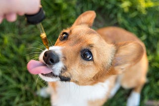 CBD for Dogs: Can Your Furry Best Friend Benefit from Cannabis?