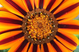 Orange Flower Blosson