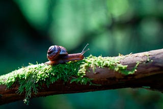 Learning from Snail