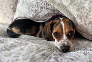 Up close of a beagle puppy face laying on a bed with a purple pattern comforter.