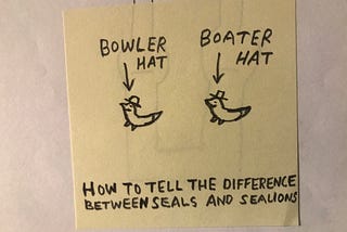 How to Tell the Difference Between Seals and Sea Lions