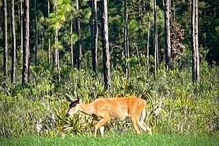 Deer in the Forests