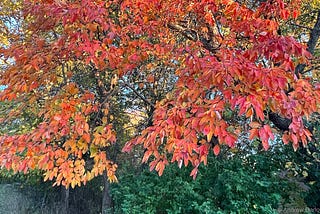 Autumn foliage photograph © Andrew Darlow