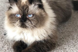 A Magnificent Meow — The Himalayan Cat