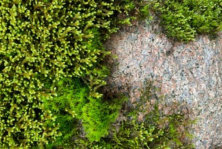 Green moss on a granite boulder. Photo by author. CC-BY license.