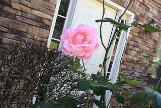 I always find myself expressing how flowers make the world beautiful again.