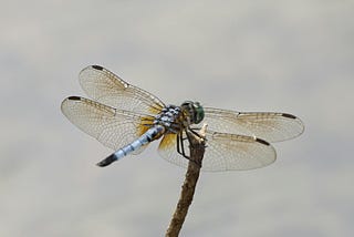 My thoughts* on ACIM Workbook Part II, #9 and Lesson 301, October 29, 2025.