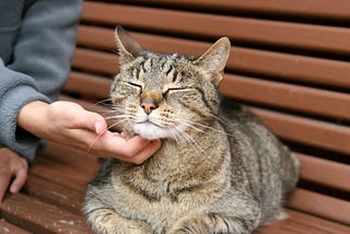 12 Signs Your Cat Is Bored