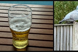 A pint glass half full of beer. A pigeon on a fence.