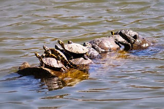 On Turtles, Taps, and Tribulations