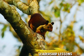 Leap of Leadership: Insights from the Agile Malabar Squirrel