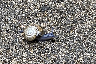 The Incredible Snail