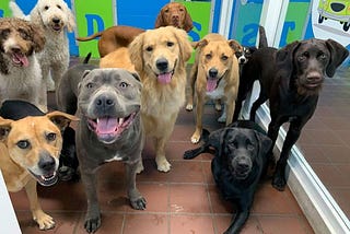Affordable Dog Daycare in Tacoma at Shaggy Shack Pet Resort