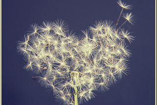 Dandelion in the shape of a heart on a blue background