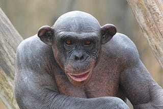 Monkey Pie Explained