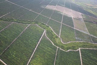 Rainforest Wars:
What the EU-Malaysia Palm Oil Dispute Reveals about Weaknesses in WTO Regulations