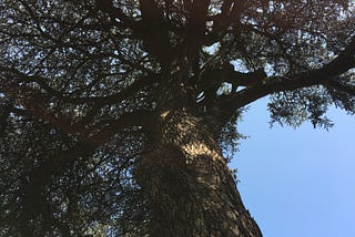 Arbre remarquable in Jardin des Plantes, Paris, France