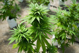 Cannabis is beneficial to humans