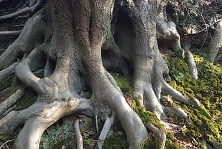 an old tree with an extensive root system, and lots of moss.