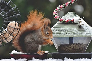 Red squirrel at bird feeder