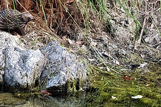 Rustlings… Booloumba Creek, drought, 2019