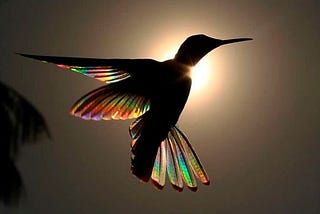 Fascinating Hummingbird Jaw-Dropping Facts